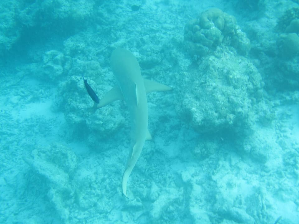 Harmloser Hai Kuramathi Maldives