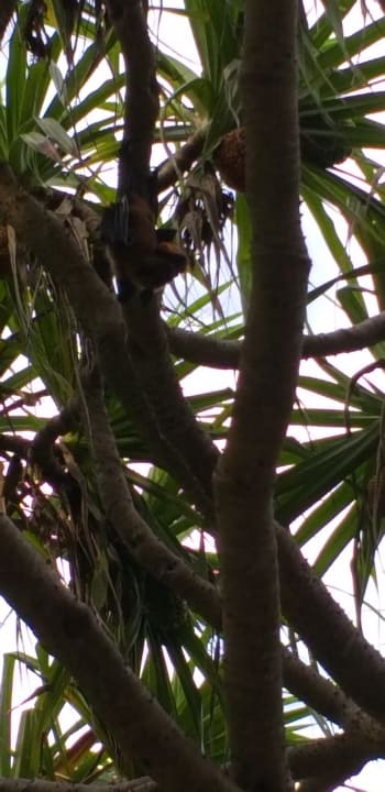 Gartenanlage Adaaran Select Meedhupparu Island Resort - Premium All Inclusive