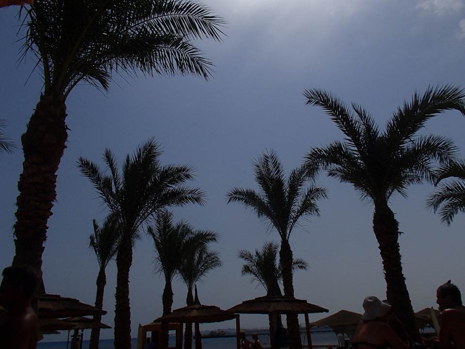 DIe Palmen Pickalbatros Palace Resort