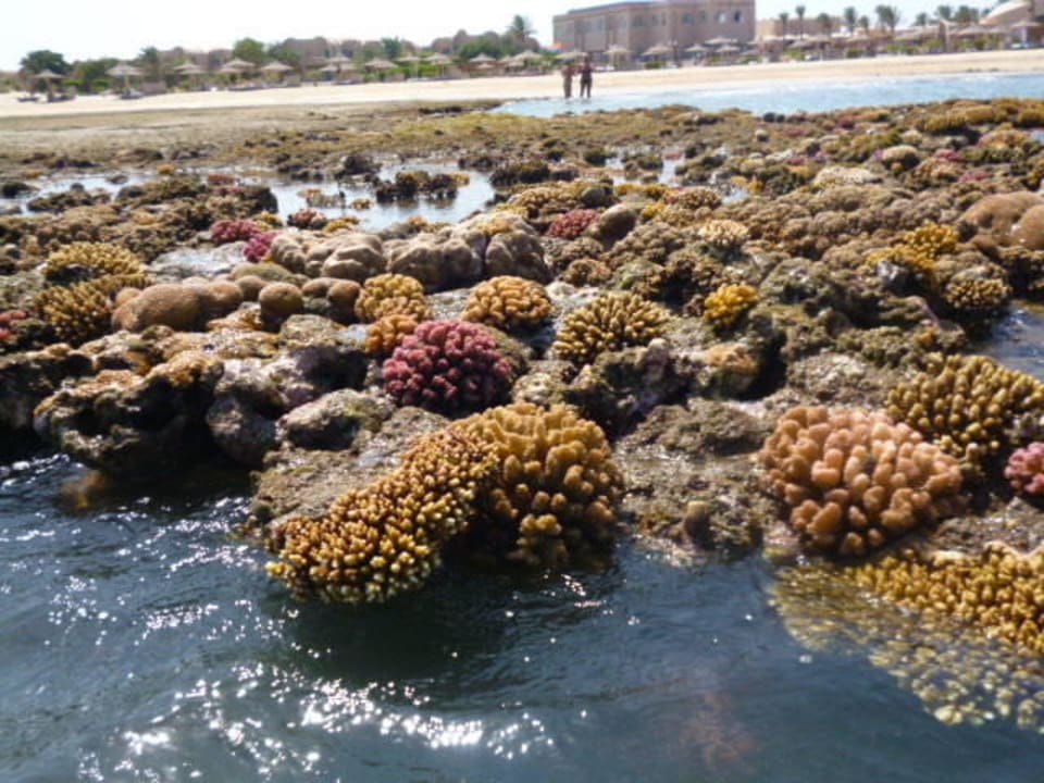 Korallen Shams Alam Beach Resort