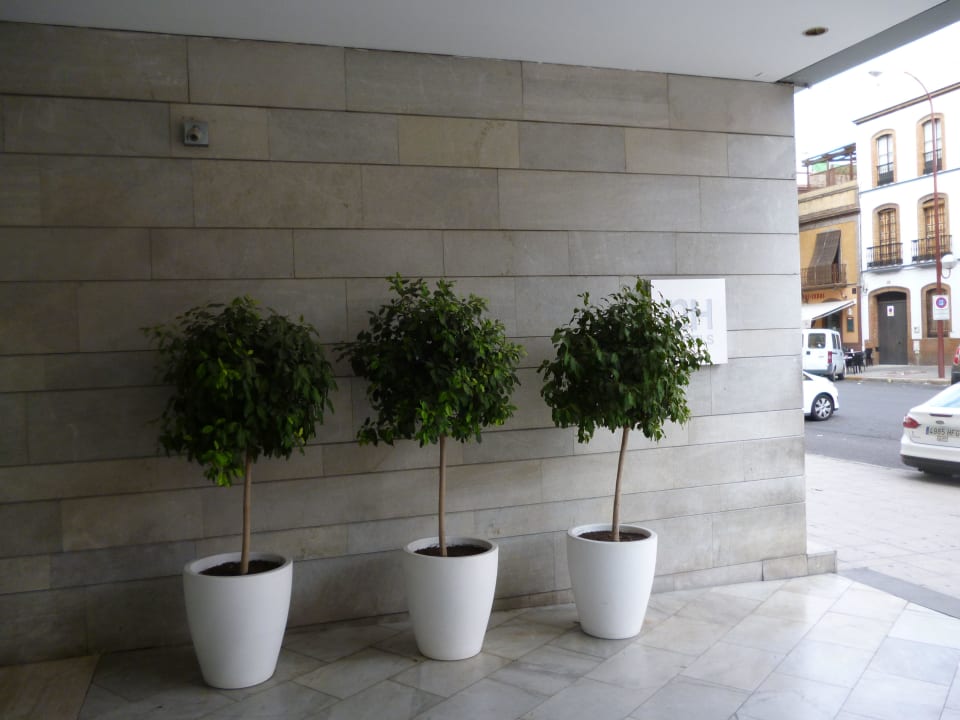Drzewka przed wejściem NH Sevilla Plaza de Armas