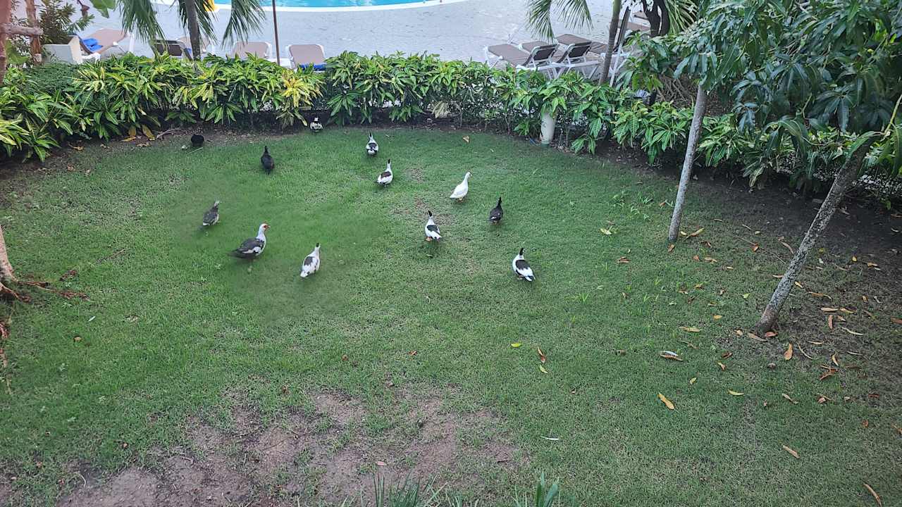 Gartenanlage Vista Sol Punta Cana