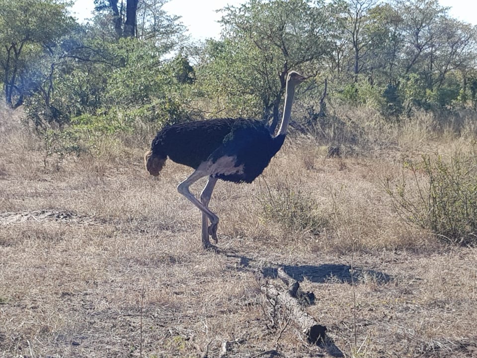 Sport & Freizeit Hotel Ndhovu Safari Lodge