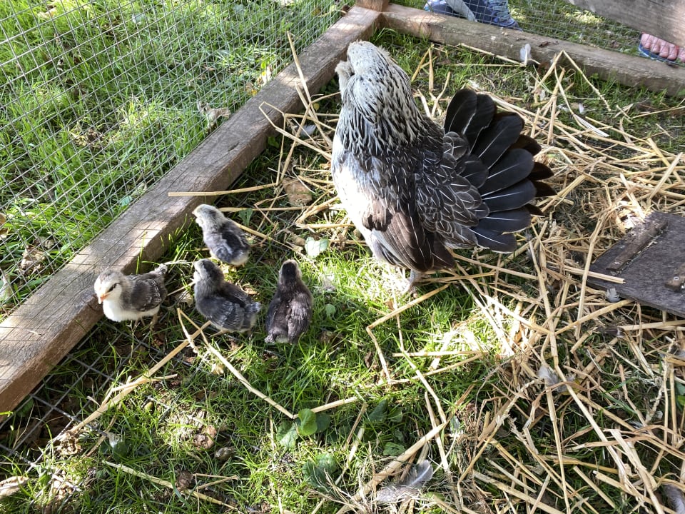 Gartenanlage Bauernhof Hinz Wenkendorf