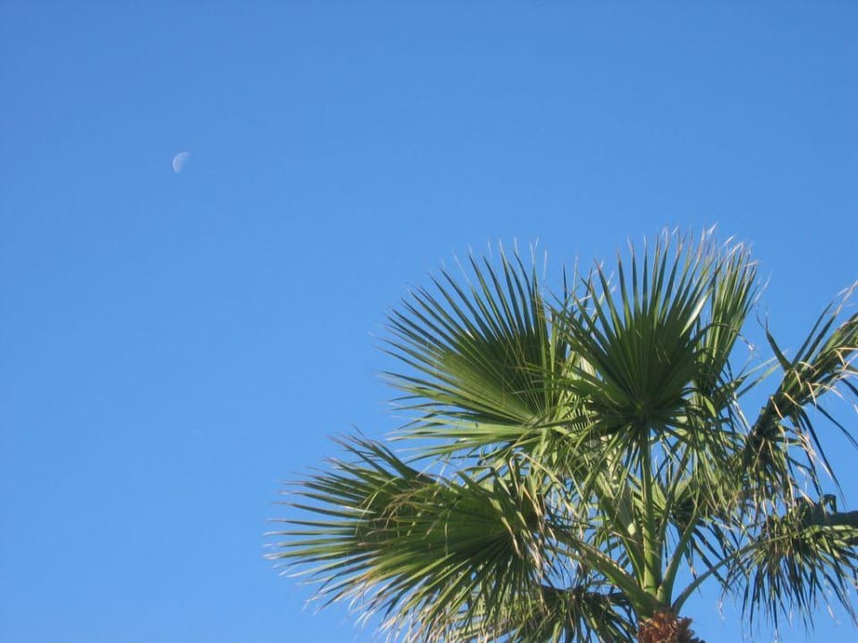 Sonne, Mond... Club Marmara Palm Beach Djerba