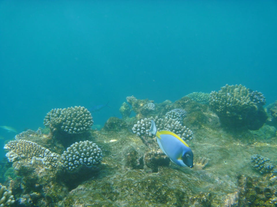 Korallenriff Adaaran Club Rannalhi - All Inclusive