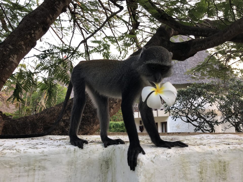 Gartenanlage Neptune Village Beach Resort & Spa