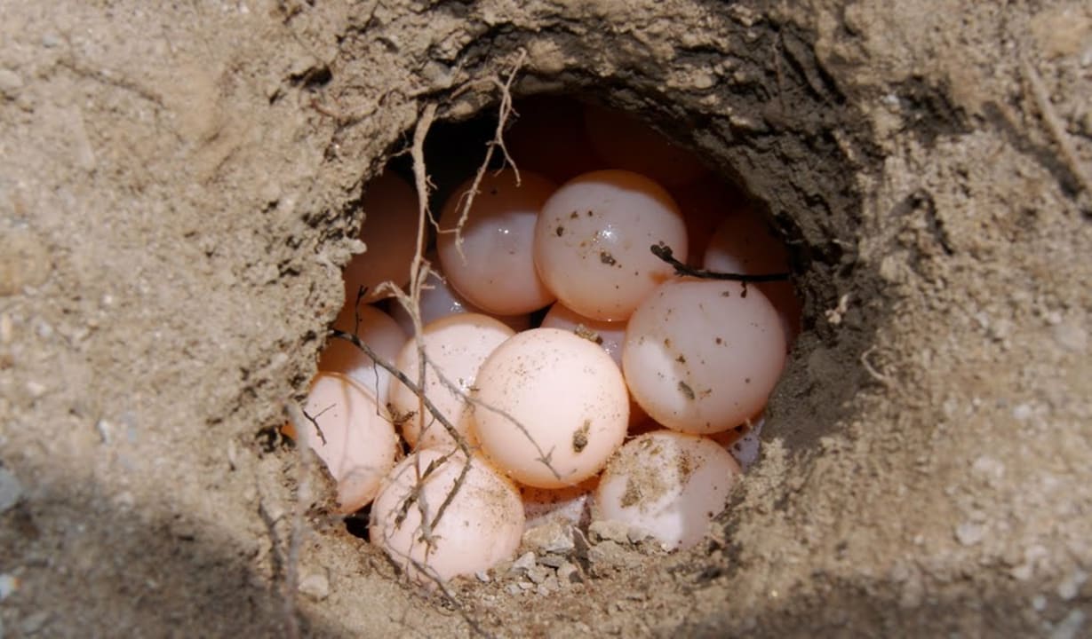 Sonstiges Dalyan Resort