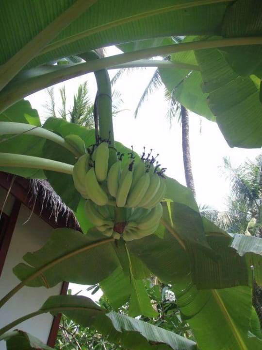 Bananenstaude am Hillside-Cottage The Surin Phuket