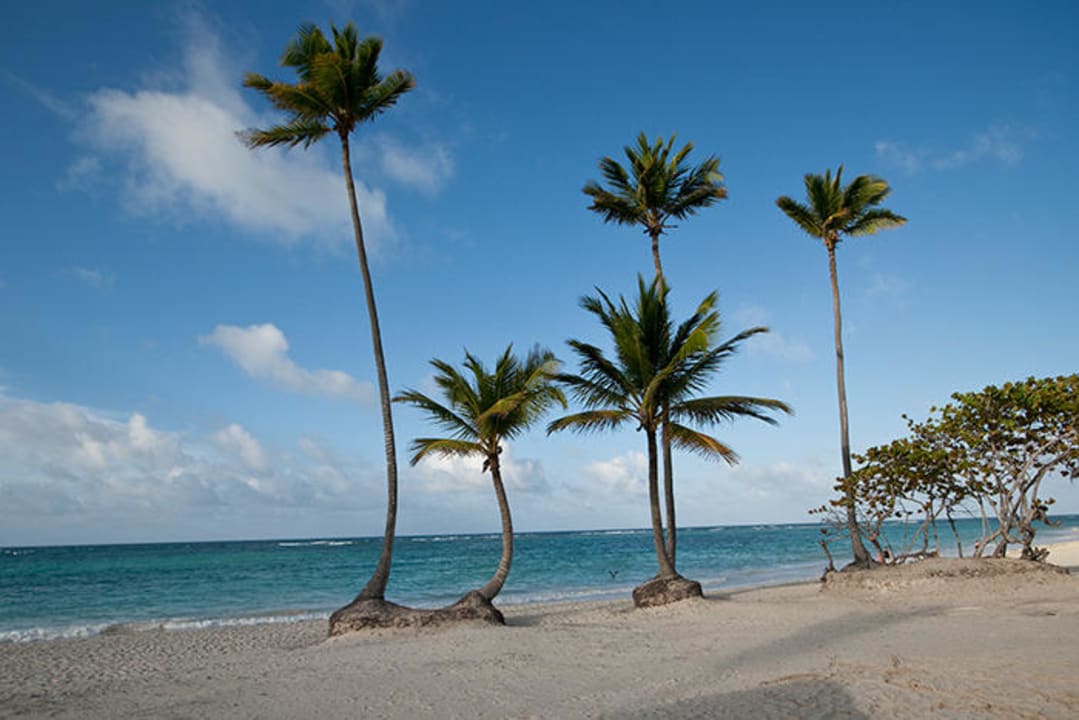 Las Palmas JOIA Bávaro by Iberostar