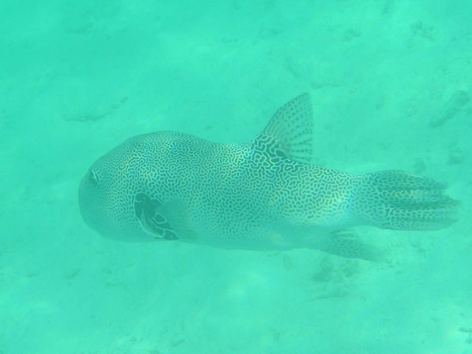 Riesen-Kugelfisch Summer Island Maldives