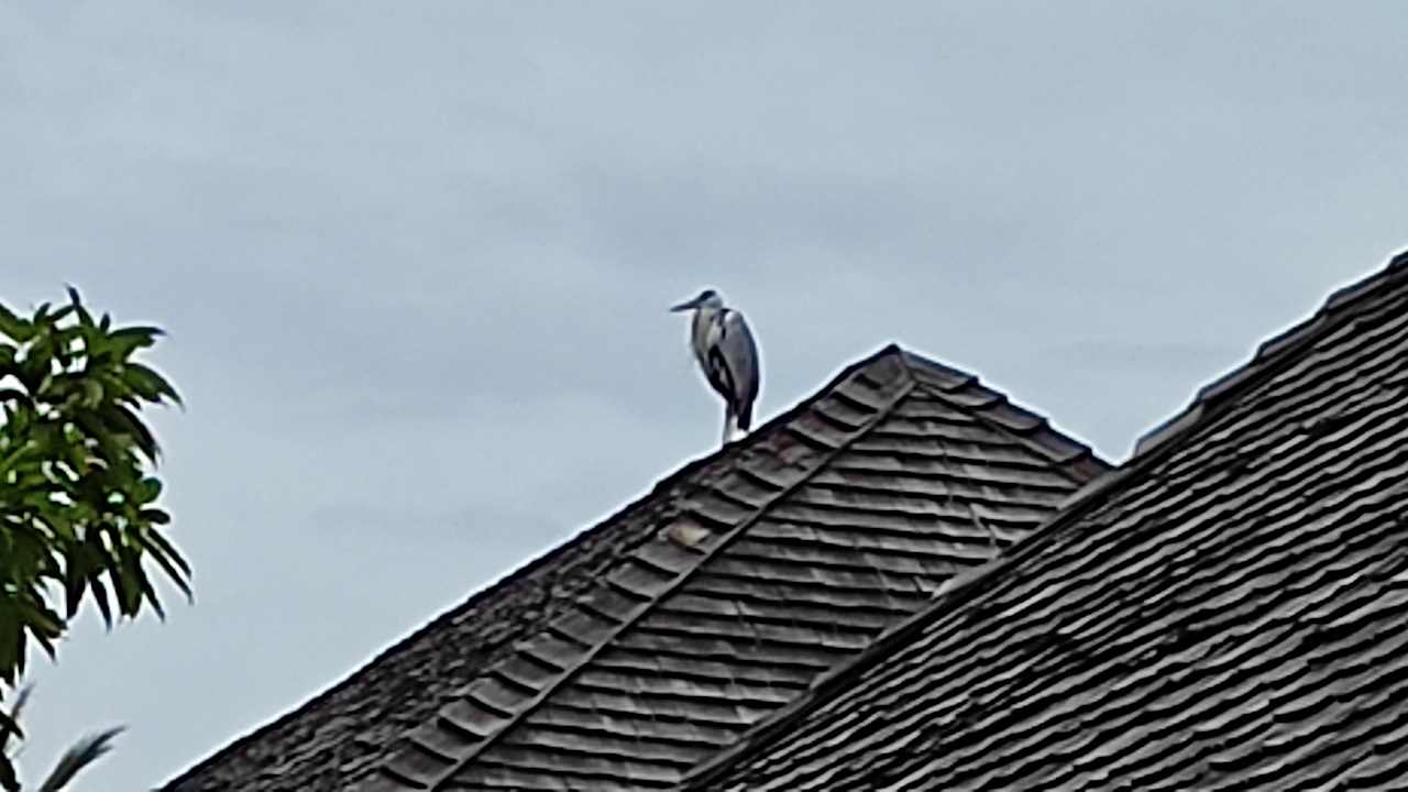 Ausblick Vilamendhoo Island Resort & Spa