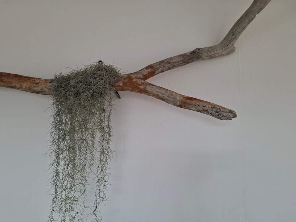 Lobby Tia Beach House