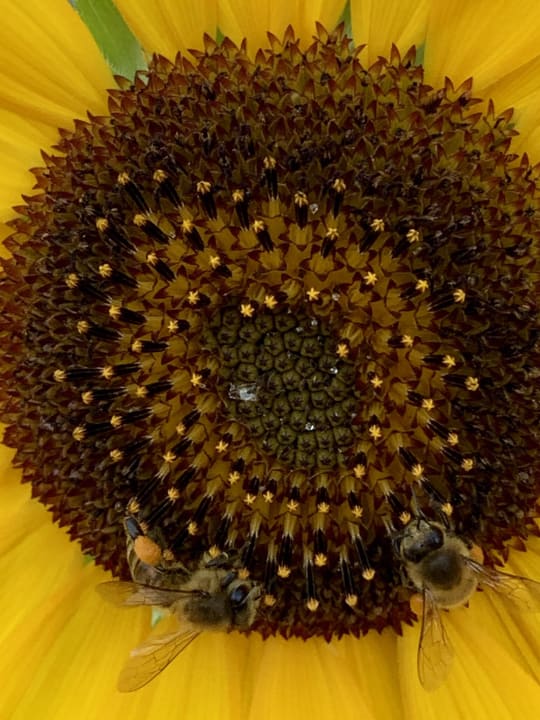 Gartenanlage Hotel Kalithea Horizon Royal