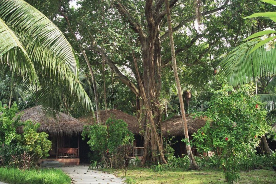 Bungalow unter Bäumen Kuramathi Maldives