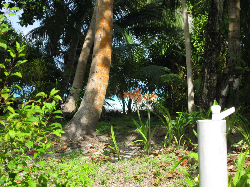 Von der Terrasse zum Meer nur ein paar Schritte Kuramathi Maldives