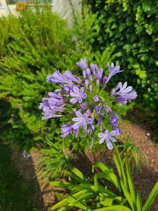 Gartenanlage Hipotels Mediterraneo Club