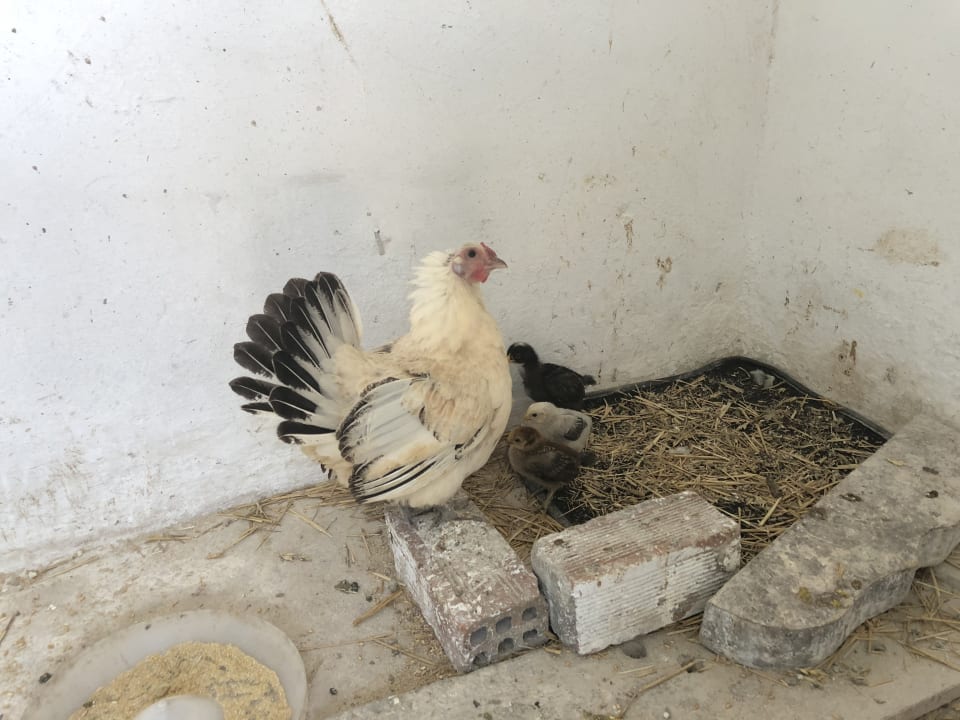 Sonstiges Acrotel Sofia's Guesthouse