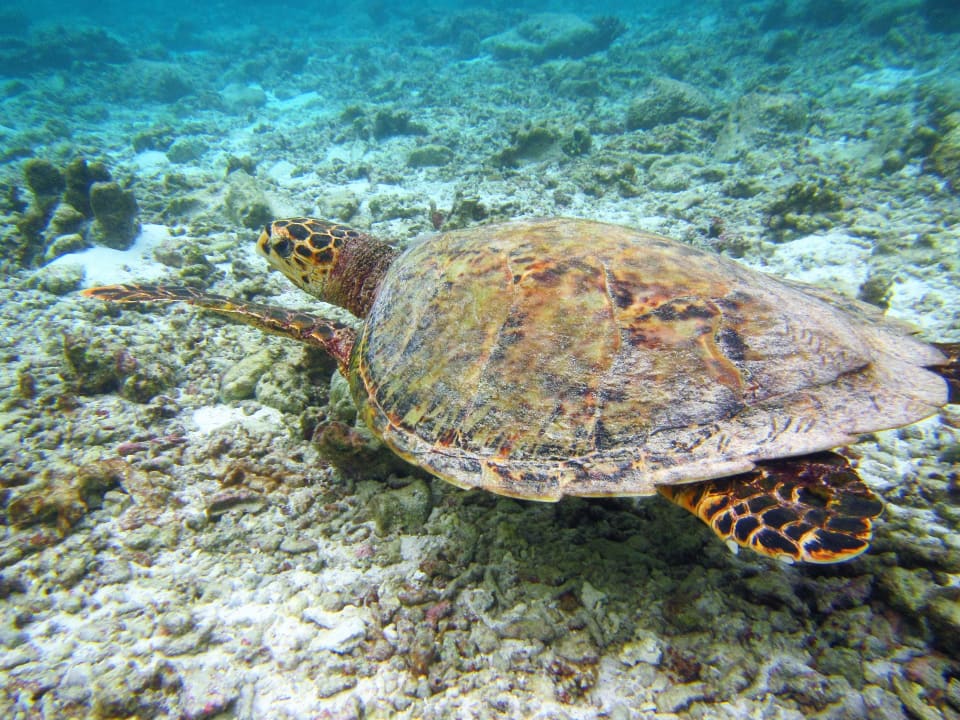Strand Cinnamon Dhonveli Maldives