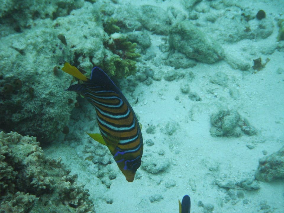 Fische Filitheyo Island Resort