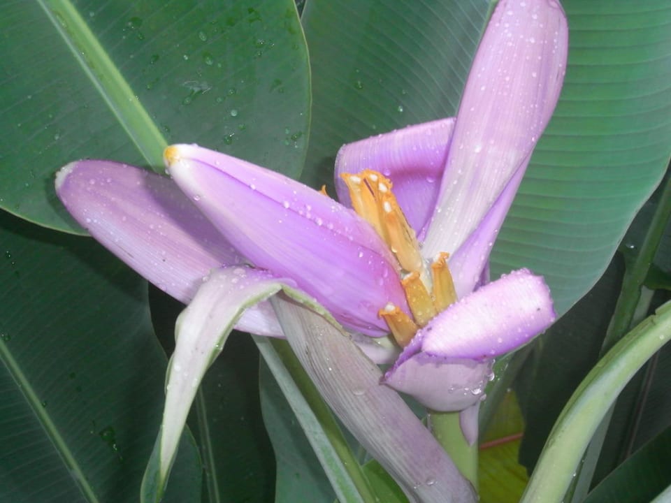 Flower Hotel The Racha