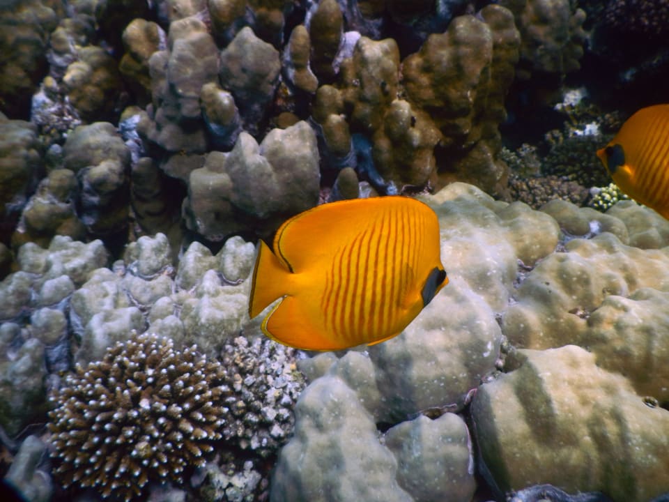 Hausriff Malikia Resort Abu Dabbab