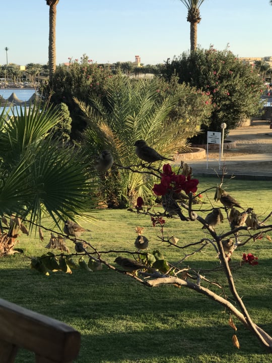 Gartenanlage Steigenberger Coraya Beach - Adults only