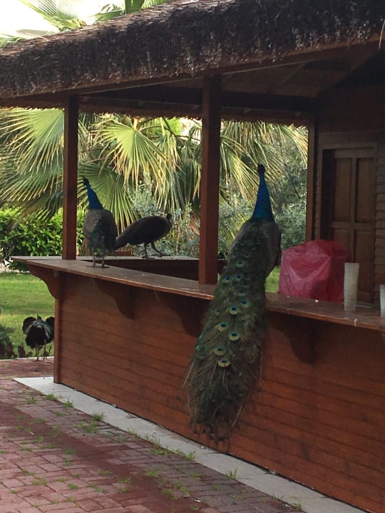 Sonstiges Seaden Sea World Resort & Spa