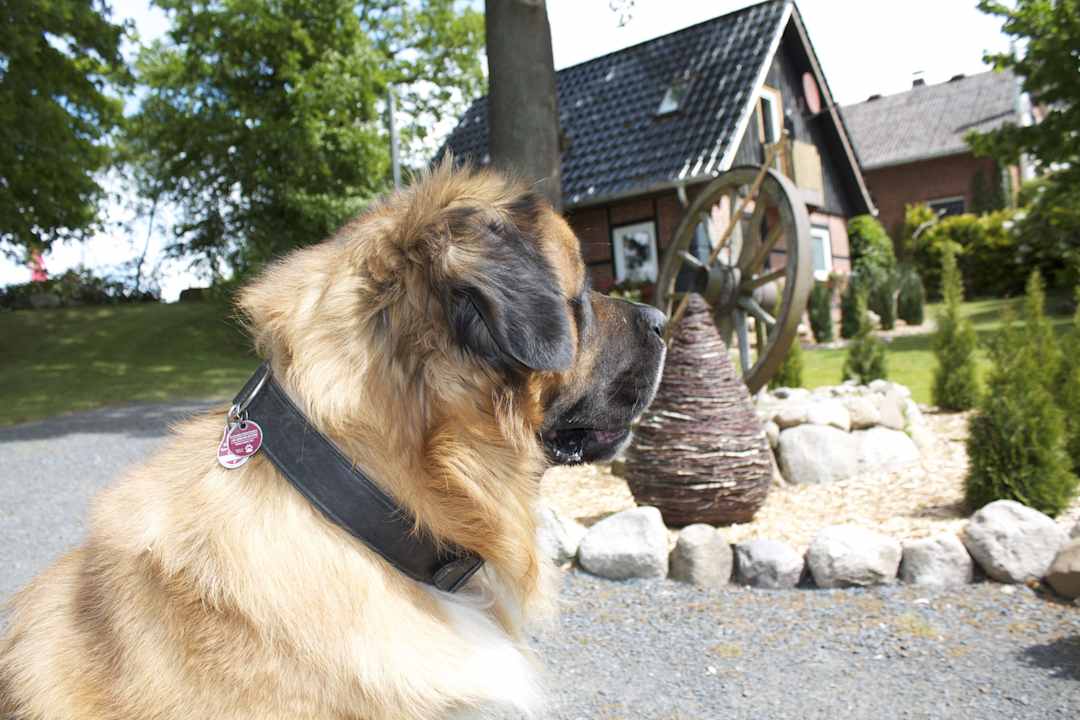 Hofhund Carlson Ferienhaus Ostehof Weertzen