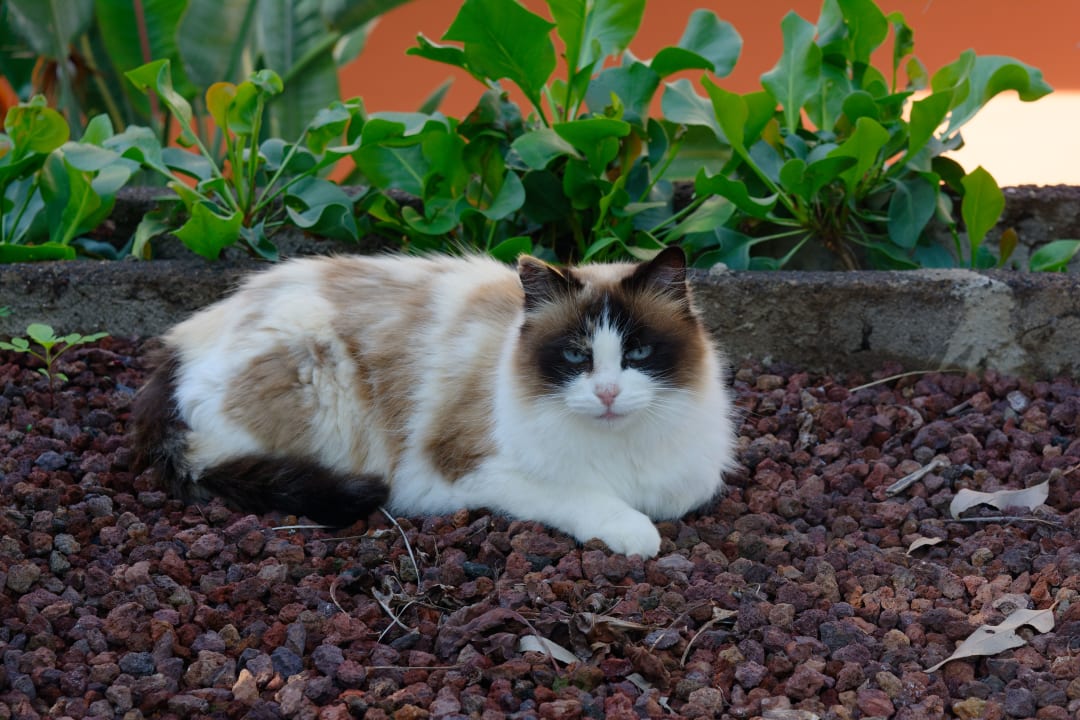 Sonstiges Apartments Ambassador