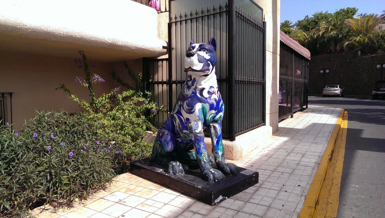 Canarian Dog Gloria Palace San Agustin Thalasso & Hotel