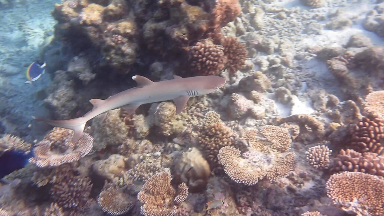 Am Hausriff Diamonds Thudufushi