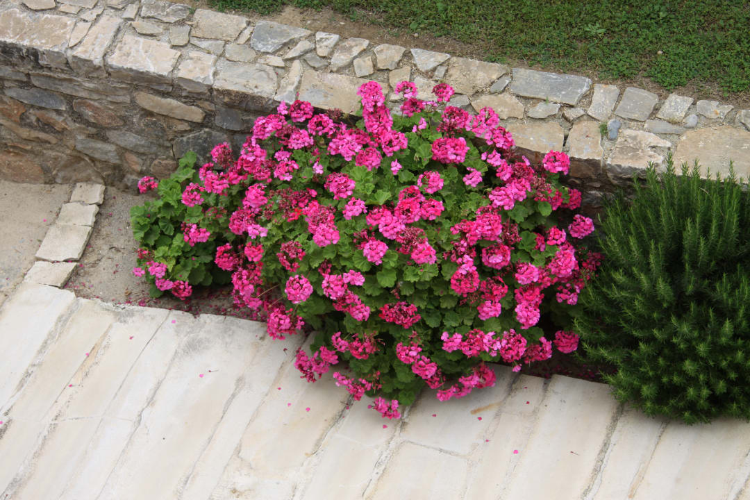 Gartenanlage Paralos Irini Mare