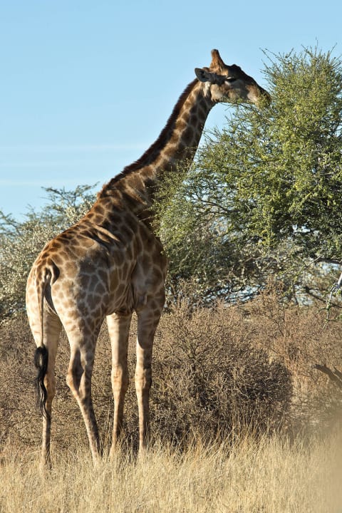 Giraffe Kalahari Anib Lodge