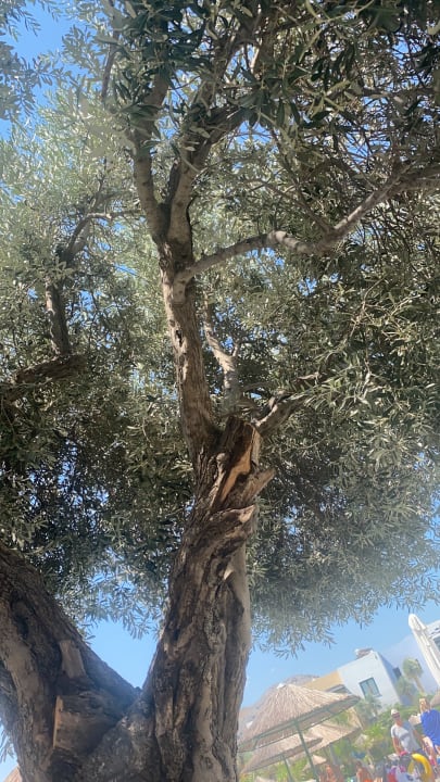 Gartenanlage Atlantica Mikri Poli Rhodes
