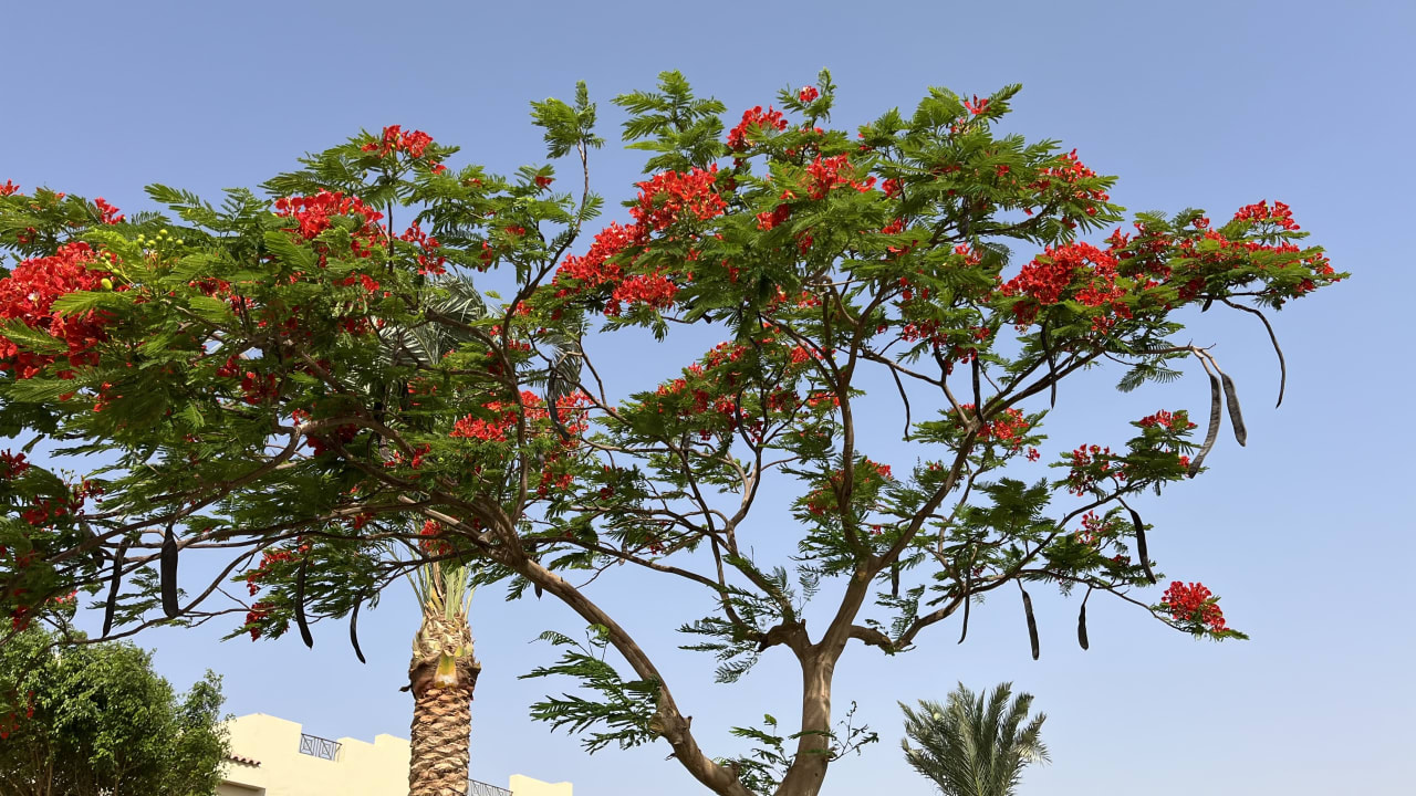 Gartenanlage Cleopatra Luxury Resort Makadi Bay