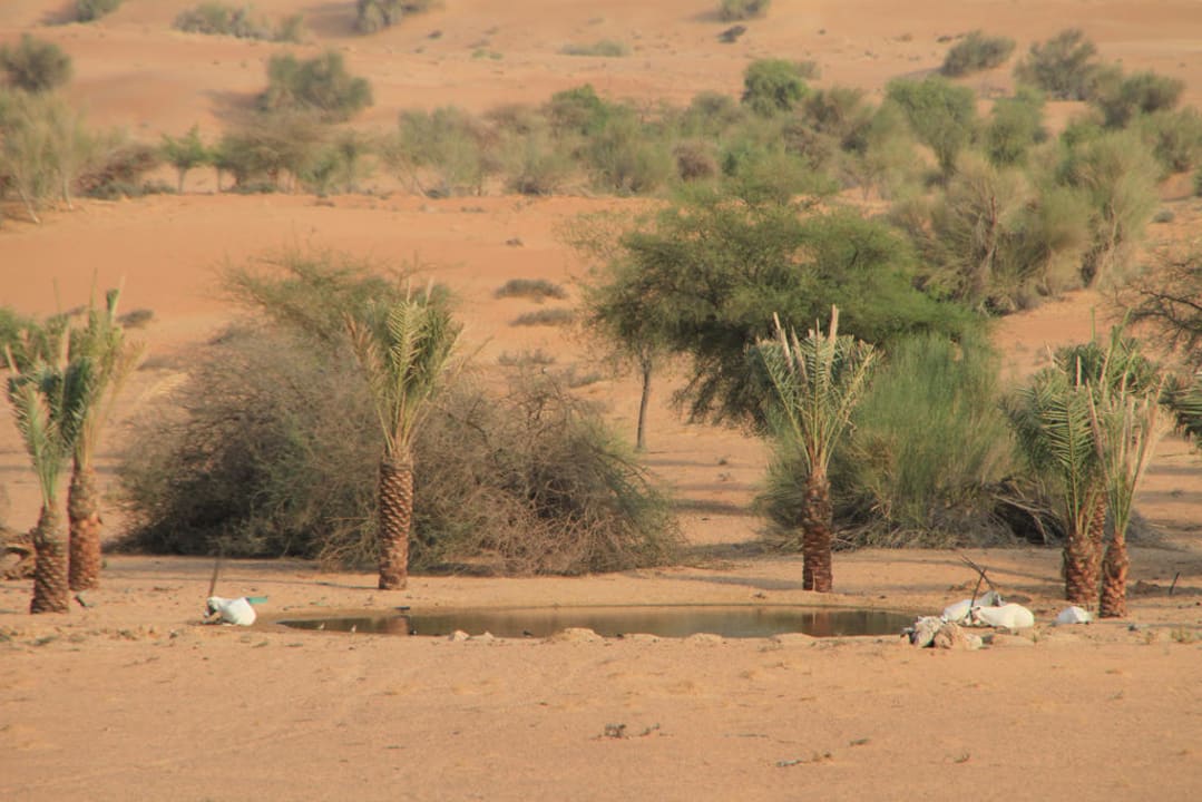 Blick von der Terrasse des Restaurants Al Maha, A Luxury Collection Desert Resort & Spa