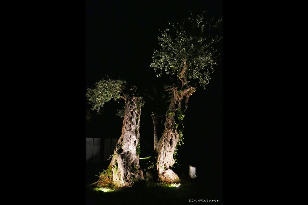 Gartenanlage Elea Beach Hotel