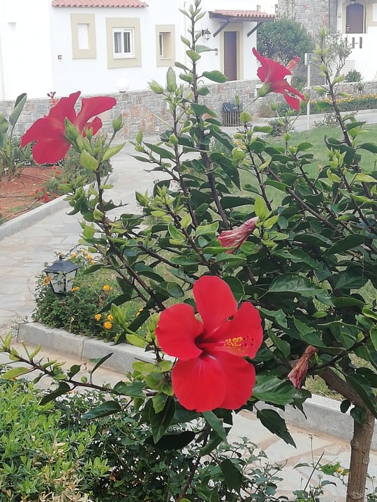 Gartenanlage Alexander Beach Hotel & Village Resort