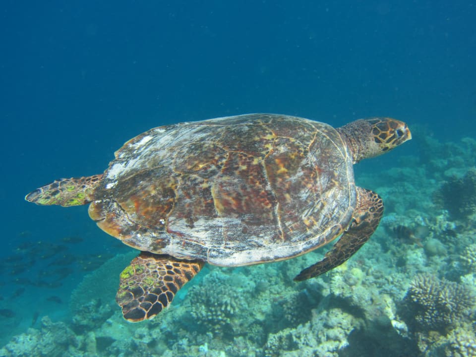 Schildkröte NH Collection Maldives Reethi Resort