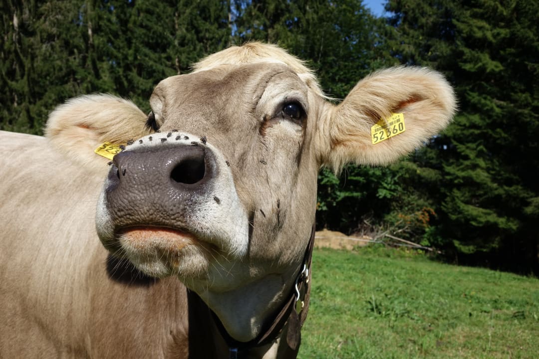 Gartenanlage Ferienhof Nigg