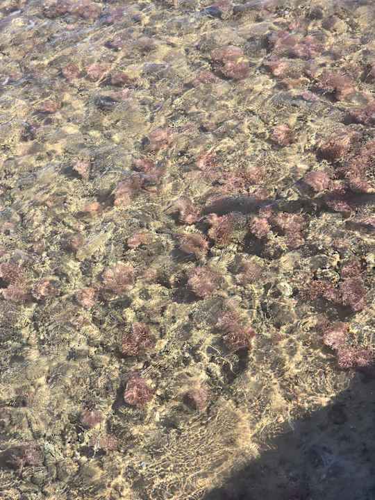 Sonstiges Pickalbatros Palace Resort