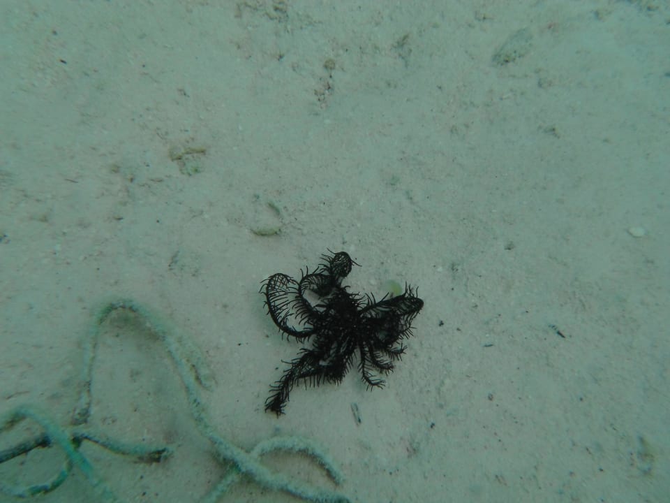 Seltener Seestern Summer Island Maldives