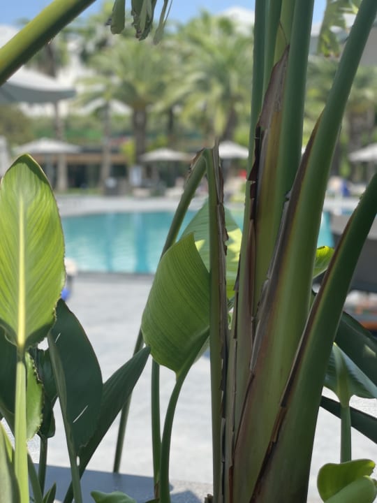 Pool Hotel Miramare Beach