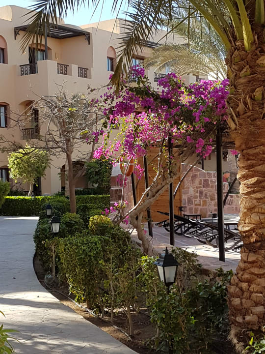 Gartenanlage Steigenberger Coraya Beach - Adults only