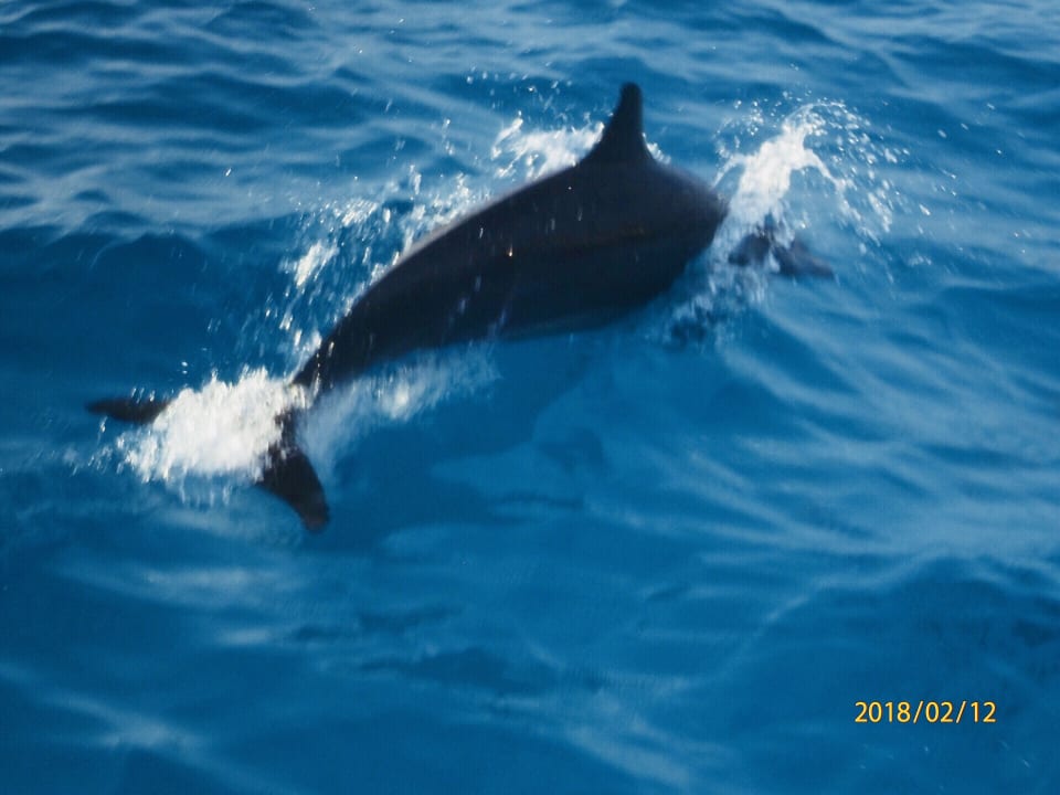 Delphin Safari NH Collection Maldives Reethi Resort