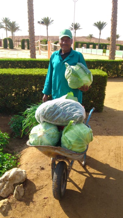 Gartenanlage Gemma Resort