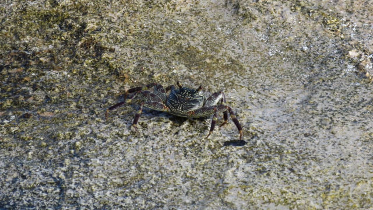 Gibt es auch... Adaaran Club Rannalhi - All Inclusive