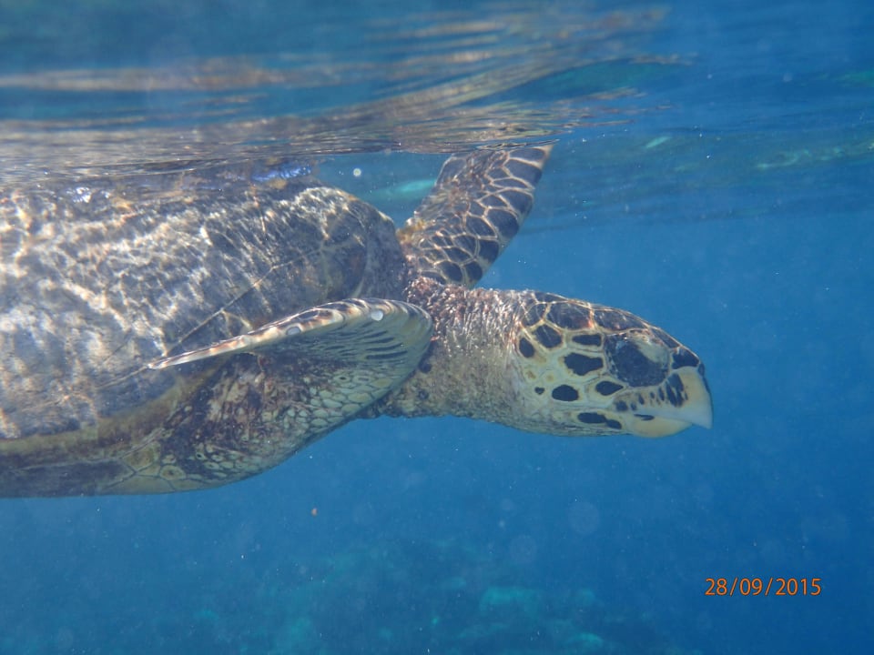 Schildi ROBINSON MALDIVES