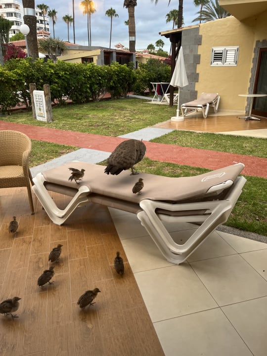 Zimmer HL Miraflor Suites Hotel